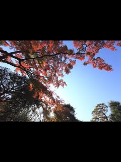 [x]Autumn / 秋(あき) | Tonogayato-teien(garden), Kokubunji-shi(cit… | Flickr