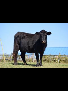 [x]Gambar : alam, langit, bidang, tanah pertanian, padang rumput, hewan ...