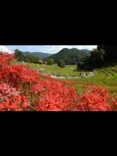 [x]棚田のヒガンバナ～奈良・明日香村～ - YouTube