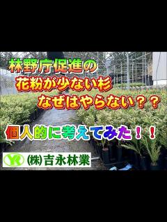 [x]今回は林野庁推奨「花粉の少ない杉」を個人的な意見でのべてみた！！ ＃株式会社吉永林業＃林業＃山師＃諸塚村＃宮崎県＃林野庁＃花粉＃花粉の少ない杉 ...