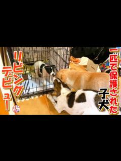 [x]【子犬 保護】ひとりぼっちで保護された子犬いよいよリビングデビュー！ - YouTube