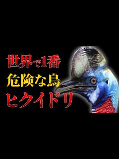 [x]世界一危険と言われるヒクイドリは本当に危険な鳥なのか？死亡事故を交えて徹底解説【ゆっくり解説】 - YouTube