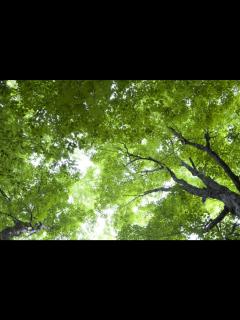 [x]フリー写真画像: 緑の葉、濃い緑、森、空、木、葉
