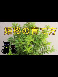 [x]姫柊育て方 - YouTube