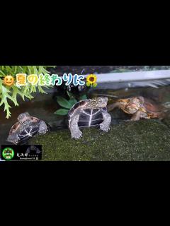 [x]【クサガメ•ウンキュウ】夏の終わりに🌻 - YouTube