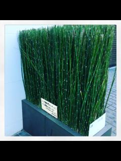 [x]トクサの植え方 | お庭の専門店ニワナショナル（東京・埼玉・神奈川）