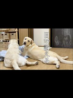 [x]構って欲しいけど自分からいかない長女だからいっぱい激しくしたった【長女ゴン🐕次女サン🐕三女ユウ👶】 - YouTube