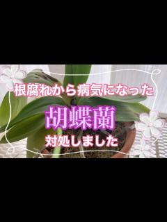 [x]2024年2月12日【胡蝶蘭】病気にしてしまいました😵復活して欲しいです！ - YouTube