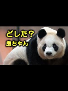 [x]大変だわ！、ママが朝食中に警戒警報、おやつどころじゃない、右往左往ばかり - YouTube