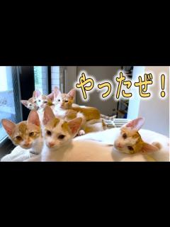 [x]こつぶっ子たちのトライアルが決まりました！／みっくはプンプン - YouTube