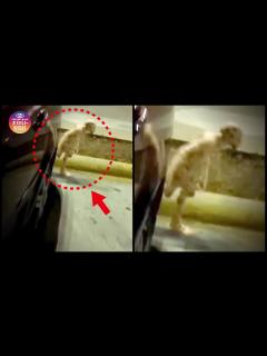 [x]撮影された怪物 異形の未確認生物 第8弾 - YouTube