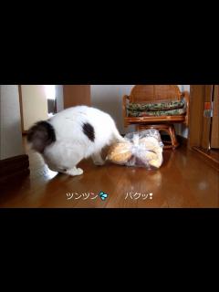 [x]にゃんこちゃんは🐈ラスカル大好き🧸 - YouTube