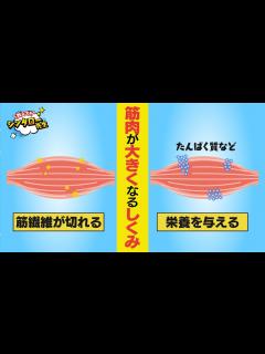 [x]筋肉学〜筋肉が大きくなるしくみ【教えて！シンタロー先生 #005 】 - YouTube