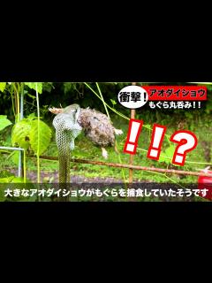 [x]巨大ヘビがもぐらを丸呑み！！在来種の弱肉強食 食物連鎖！ 千葉県市原市 里山カフェ＆バー For-restフォレスト！ - YouTube